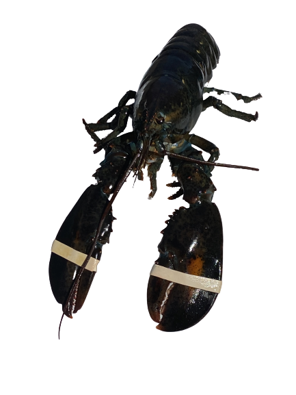 Hummere Aften 2024