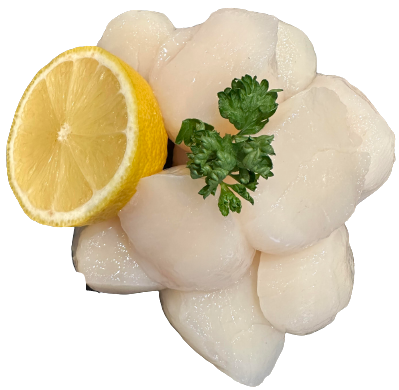 Nytårs kammuslinger 2024